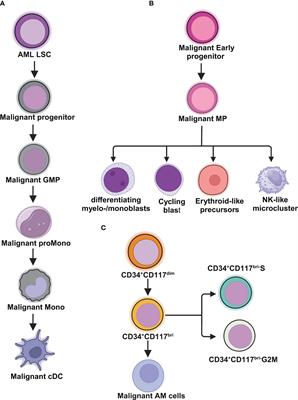 Unveiling novel insights in acute myeloid leukemia through single-cell RNA sequencing